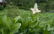 У Львові помер лікар після отруєння "двійником" черемші, купленим на ринку