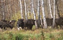 Звідки в районі Чорнобиля взялося стадо здичавілих корів: дослідники дали відповідь