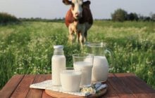 Україну очікує масове закриття молочних ферм: експертка оцінила масштаби кризи