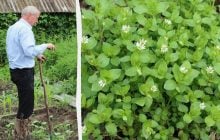 "Дідовий" метод боротьби з мокрицею між грядками: жодного бур’яну не залишиться