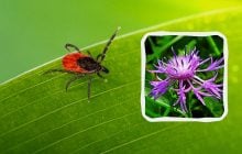 Клещи ненавидят запах этих 5 цветов: кровососы покинут ваш сад навсегда