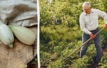 Урожай кабачков будет в 5 раз богаче: вот что нужно посадить рядом с овощем