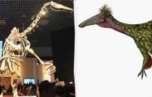 В Аргентине пастух случайно обнаружил останки гигантского динозавра