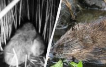 В Одесской области заметили ондатр во время брачного сезона: опубликованы редкие кадры