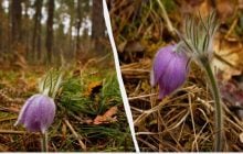 В районе ЧАЭС заметили редкое растение: по легенде, в нём пряталась нечистая сила (фото)