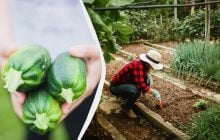 Таке "сусідство" знищить кабачки за один сезон: що не можна садити поруч із ними