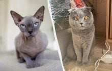 Ветеринар назвал 5 пород кошек, которых никогда бы не завел