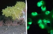 Ученые обнаружили в подводной пещере существо, которое никто раньше не видел