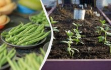 Названы лучшие "соседи" для фасоли: 11 овощей, которые можно посадить рядом