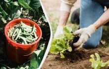 Найгірше сусідство для квасолі на грядці: врожаю не дочекаєтеся навіть із підгодівлею