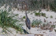 У природному парку помітили справжнього аса маскування (фото)