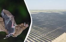 Летучие мыши начали путать солнечные панели с водой, и это меняет их поведение