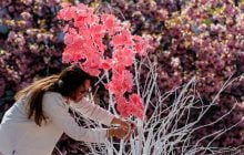 В Ужгороді стартував "Сакура Фест": що гостям підготували цього року (фоторепортаж)