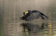 "Чорна смерть": чому люди вважають, що цей птах прилетів "з пекла"