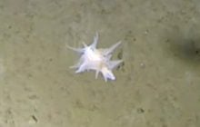 На глубине более 9 тысяч метров обнаружили морское существо, которое сложно идентифицировать