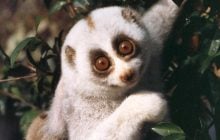 У Бангладеш врятували одного з найрідкісніших приматів у світі: що про нього відомо