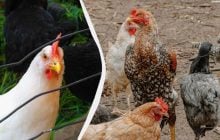 Українка на власному досвіді розповіла, як знищити вошів та пероїдів у курей (відео)