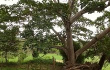 Китайские ученые создали из древесины материал, который превращает свет в электроэнергию