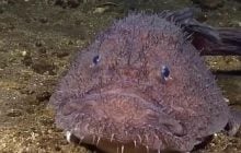 Одна из самых жутких рыб океана эволюционировала неожиданным образом, – ученые