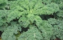 Цей овоч рятував японців від голоду під час війни: тепер його вважають суперпродуктом