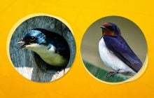 Куди в Україні поділися ластівки і чому не можна руйнувати їхні гнізда: пояснення орнітолога