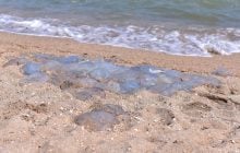 Окупанти планують масовий вилов медуз в Азовському морі: чим це загрожує