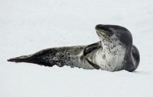 Українські полярники зіткнулися під водою з дуже небезпечним хижаком: унікальні кадри