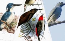 Орнітологи "відкрили заново" шість видів рідкісних птахів у 2025 році