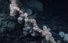 Схожий на купу білизни: вчені виявили рекордного морського мешканця на глибині понад 2 км