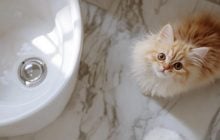 Чому кішка ходить за вами в туалет і ванну: що вона від вас хоче