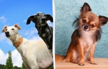 Названы породы собак, которые живут до 20 лет: список долгожителей