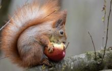 Сьогодні температура в Києві опуститься нижче +10°