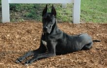 Попри великі розміри, ця порода собак входить до рейтингу "найспокійніших": про кого йдеться