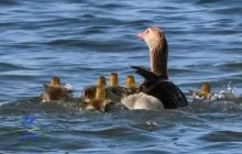 В нацпарку на Одещині з’явилось потомство у птахів, які можуть прожити чверть століття