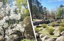 В Києві почали цвісти сакури: в парку "Кіото" також радують відвідувачів і магнолії (фото)