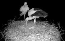 Очікують на пташенят: у відомих лелек Одарки та Грицика вже з’явилося четверте яйце