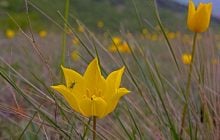 Одна з найрідкісніших квіток у світі все частіше з’являється біля Дунаю: чому це добрий знак