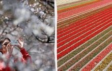 Квітковий туризм став одним із головних трендів 2026 року: 5 найкращих місць у світі для подорожей