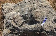 Вчені виявили "мегагніздо" динозаврів, у якому знайшли 256 яєць (фото)