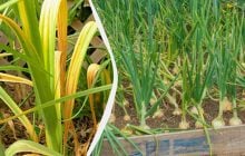 Це потрібно зробити всім, у кого жовтіють листя цибулі: вони знову стануть зеленими