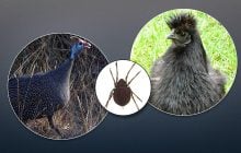 Чи справді є птахи, які полюють на кліщів: орнітолог розкрив правду