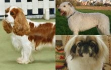 5 порід собак, які найкраще ладнають із котами