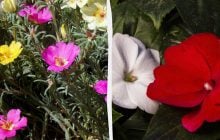 Ці квіти будуть цвісти все літо: що посадити навесні