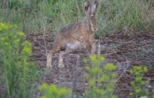 Промчала невловима тінь: біля Чорнобиля помітили дуже швидку тварину (фото)