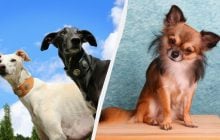 Названо породи собак, які живуть до 20 років: список довгожителів