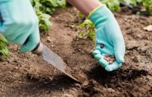 Квітень і травень на городі: 12 культур, які пора садити