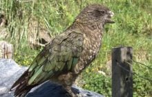 Унікальна поведінка: папуга-інвалід розробив власну "бойову техніку" і став лідером зграї