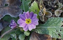 Вночі температура в Україні впаде до "мінусів": які області підморозить (карта)