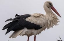 Символ безпечного повернення додому: польська лелека обрала жити в Україні (фото)