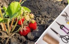 Люди постійно припускаються цих помилок з полуницею: як ненароком не зіпсувати врожай